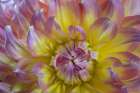USA, Washington State, Seabeck. Dahlia blossom close-up. Art Print